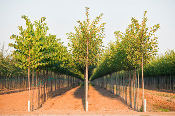 A tree nursery, rows of young sapling trees being grown