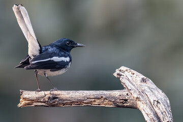 A Oriental Magpie perching