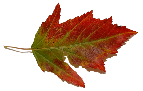 red and green maple leaf, color changing fall leaf, multicolored autumn maple leaf
