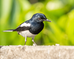 A Oriental Magpie looking down ground