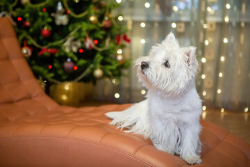 White terrier dog at home on the background of a Christmas tree for the background of the New Year holiday
