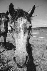 black and white horse face close up