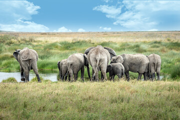 A family of elephants drinking in the Serengeti National Park, Tanzania