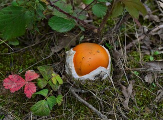 orange mushroom in the grass