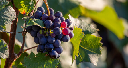 Grappe de raisin au soleil avant les vendange d'automne.