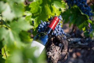 Bouteille de vin rouge dans les vignes au milieu du raisin noir.