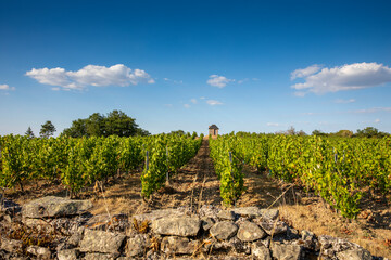 Paysage de vigne en Anjou, France.