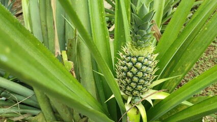 Green pineapple is one of the agricultural crops that are very beneficial for health and diet