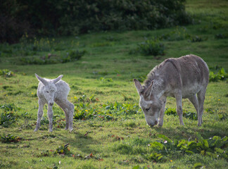 Grey cute baby donkey and mother on floral meadow