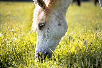 The head of a white horse. Arabian horse in the pasture. Eats grass, sunset, fall
