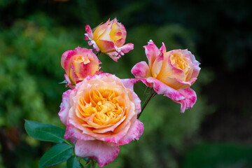 Stunning sunset roses of blossoming in a garden brightly pink, orange, and yellow