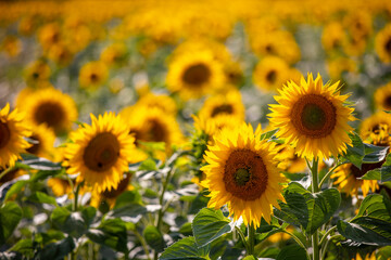 Fleurs de tournesol sous le soleil d'été en France.