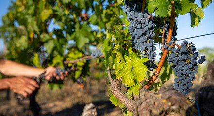 Vendange en automne dans les vignes en France.