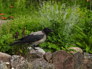The hooded crow (Corvus cornix) baby, young bird