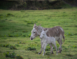 Obraz na płótnie Canvas Grey cute baby donkey and mother on floral meadow