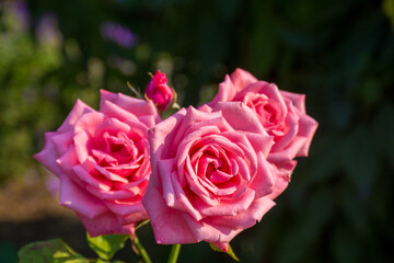 Soft pink roses being illuminated by the sun in a garden