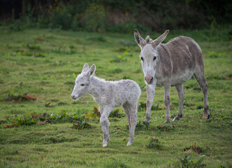 Naklejka na ściany i meble Grey cute baby donkey and mother on floral meadow