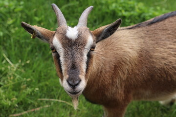 Des Bild einer Ziege in idealem Profiel. Geschossen im Schwarzwald nach einer langen Wanderung...