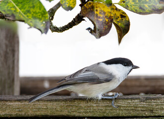 Willow Tit, Titmouse, (lat. Poecile montanus).
 These are small birds of the tit family with fluffy plumage of brownish-gray color.