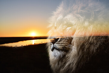 Beautiful Sunrise With Lion Silhouette 