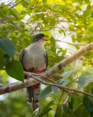 Cuban trogon with an open beak perched on a tree branch. Cuba. Sienaga de Zapata. High quality photo