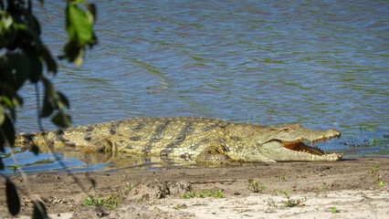 Grosses Krokodil döst mit geöffnetem Maul am Flussufer des Chobe rivers in Botswana