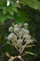 野に咲く白い花