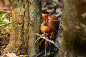 Red crab hiding in the bushes during migration. Cuba. Sienaga de Zapata. High quality photo