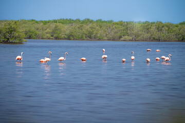 Flamingo pride walking on the water. Cuba. Cienaga de Zapata. High quality photo