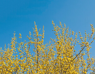Flowers in the color of the Ukrainian flag.
Sky and flowering dogwood.