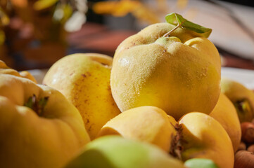 Group of ripe quince (Cydonia Oblonga) fruits, picked in the late fall ready to be used as an ingredient. Back lighted by sun.