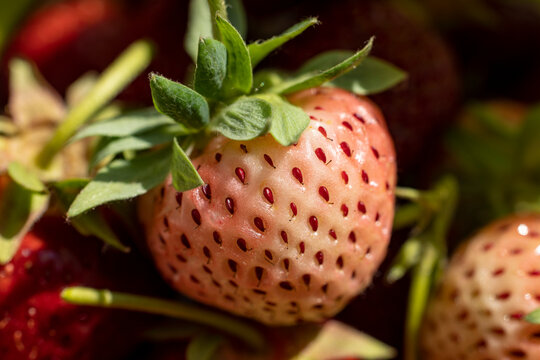 Strawberry white pineberry with sunny light. Fresh organic berries macro. Fruit background for you text