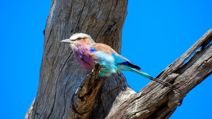 Bunte Gabelracke auf einem Ast im Chobe National Park