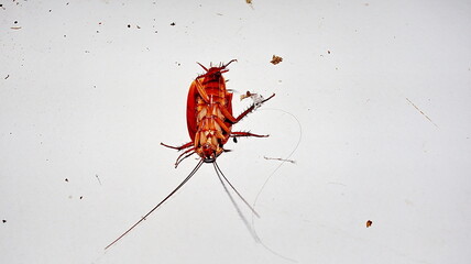 dead cockroach brown insect flip