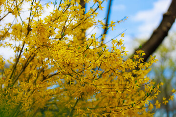 Yellow flowering Forsythia bush in spring. Selective focus. Background with copy space for text