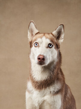 portrait of a beautiful dog beige background. Siberian Husky Happy Pet in the studio