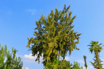 Decorative coniferous plant in urban gardening. Background with copy space