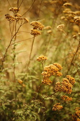 Dry yarrow flowers in autumn field. Nature background