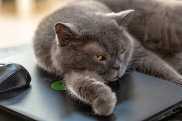 Gorgeous British purebred cat lies and rests on a laptop. Shallow depth of field. Soft selective...