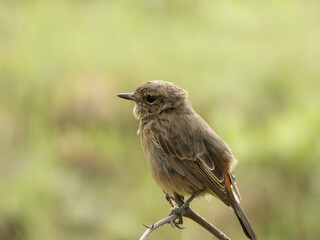 Obraz premium Closeup shot of a beautiful small flycatcher bird perching on a tree branch with green background