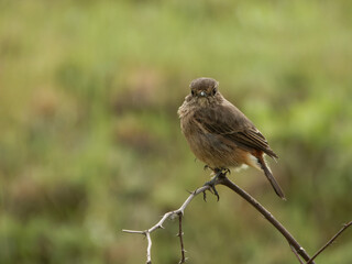 Obraz premium Closeup shot of a beautiful small flycatcher bird perching on a tree branch with green background