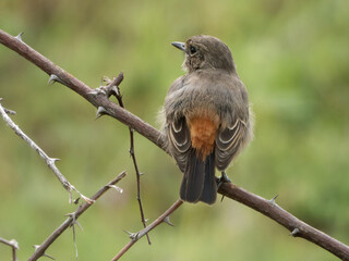 Closeup shot of a beautiful small flycatcher bird perching on a tree branch with green background