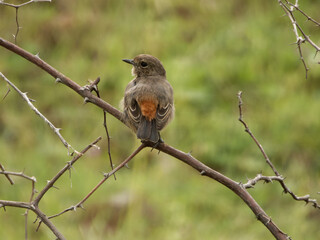 Closeup shot of a beautiful small flycatcher bird perching on a tree branch with green background