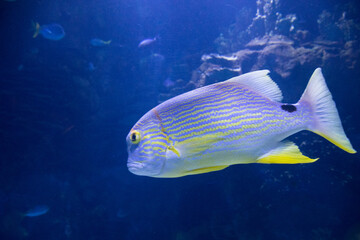 Sailfin snapper (Symphorichthys spilurus)