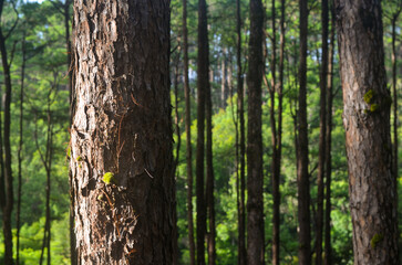 pine trunk in the pine forest at Chiang Mai, Thailand 