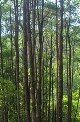Fototapeta na wymiar pine trunk in the pine forest at Chiang Mai, Thailand 