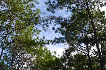branches and leaves of pine with cloud sky