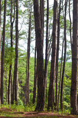 pine trunk in the pine forest at Chiang Mai, Thailand 