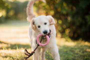 Golden Retriever playing in a green meadow in autumn