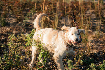 Golden Retriever in the fall in the sun plays on a green meadow